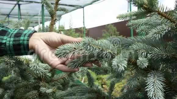 近距离观看女孩的手触摸蓝色云杉生长在温室里的植物视频的预览图