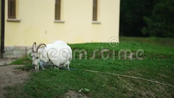农场里的白山羊动物视频的预览图