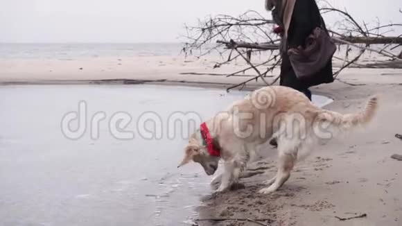 狗跑过湖打破了冰视频的预览图