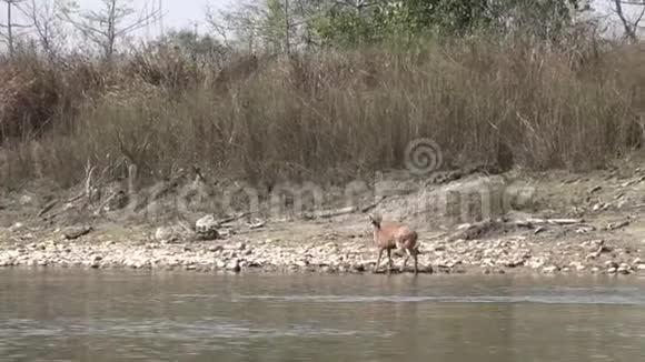 一只离开河边的鹿视频的预览图