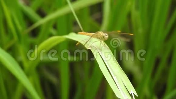 蜻蜓在绿草上特写视频的预览图