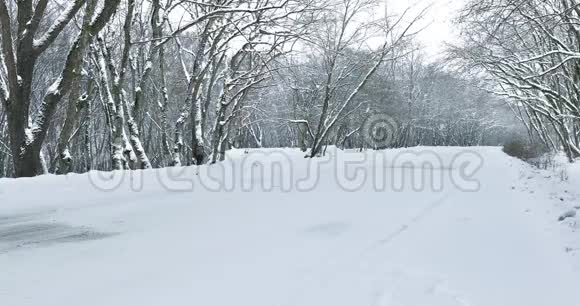 穿过森林的路上下雪视频的预览图