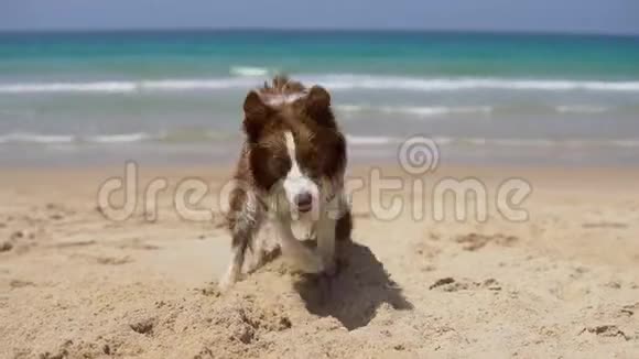 狗在海滩上挖洞移动尾巴视频的预览图