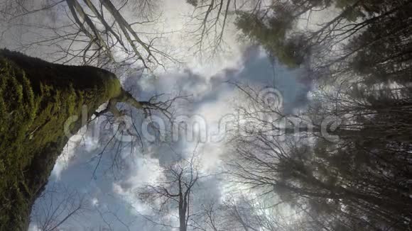 蓝色多云天空背景下的森林苔藓树干4K视频的预览图