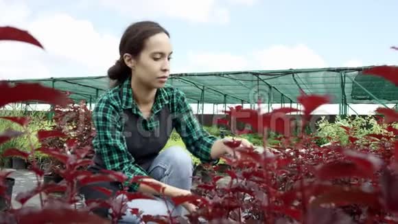 灰色围裙的年轻女子照顾植物的肖像爱护植物健康生态视频的预览图