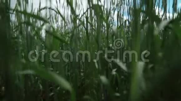 无生麦堆绿色麦田场景到现场视频的预览图
