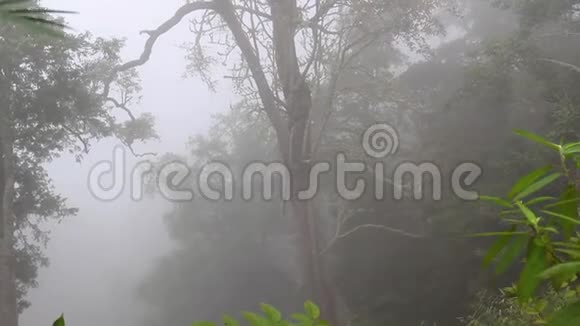 热带雨林中浓雾弥漫视频的预览图