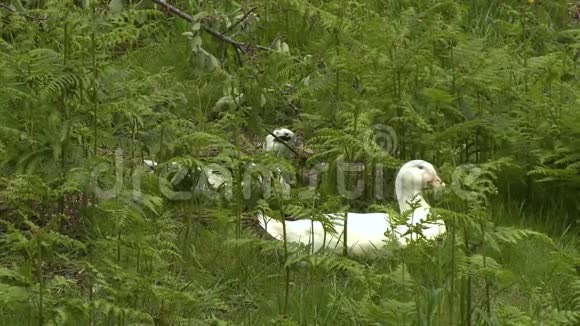 两只鸭子坐在草地上视频的预览图