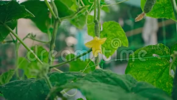 黄瓜在花园里盛开生长视频的预览图