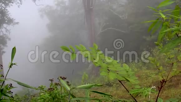 热带雨林中浓雾弥漫视频的预览图