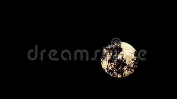 满月和树视频的预览图