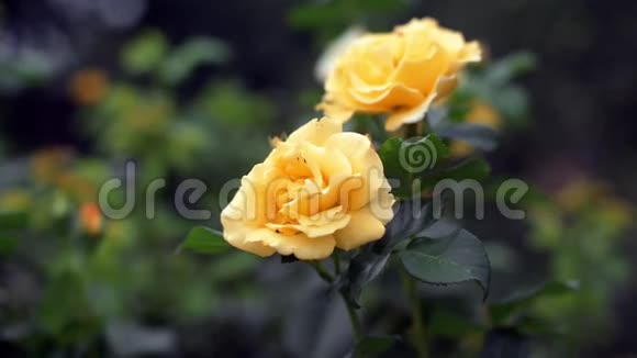 灌木上的黄色玫瑰视频的预览图
