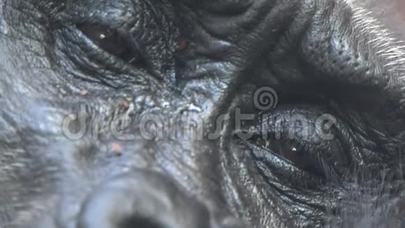 疲惫的大猩猩的眼睛视频的预览图