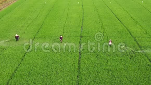 农民绿色稻田杀虫剂化学喷洒视频的预览图