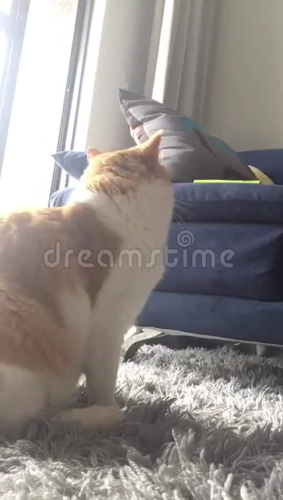 驯服礼貌的金猫视频的预览图