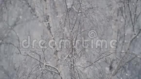雪落在背景上一棵光秃秃的树视频的预览图