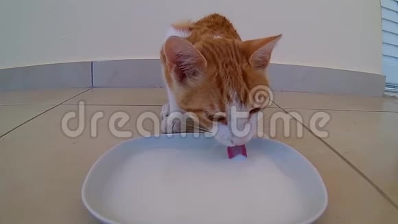 快乐姜小猫睡牛奶视频的预览图
