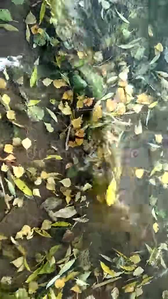落叶时河上欢快的波浪视频的预览图