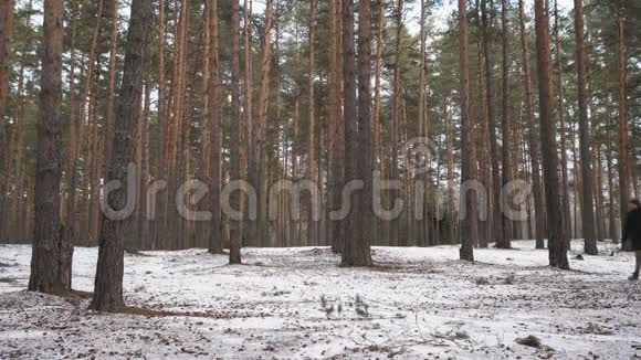 人进入森林冬天的森林里一个人从右往左走视频的预览图