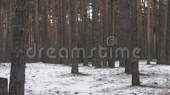 一个人正从摄像机穿过树林跑到远处视频的预览图