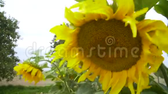 花园里的向日葵视频的预览图