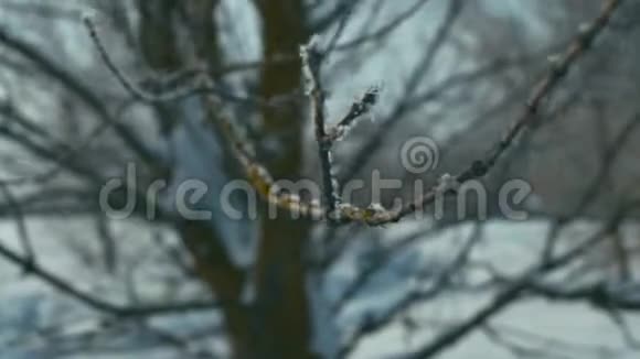 树的冰枝视频的预览图