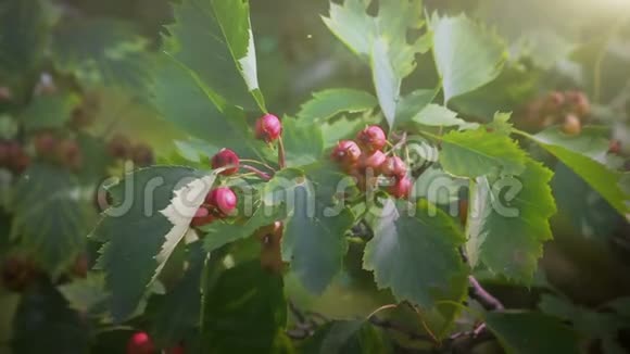 夏日花园里的红色浆果视频的预览图