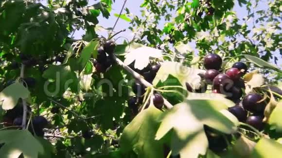 黑加仑树枝视频的预览图