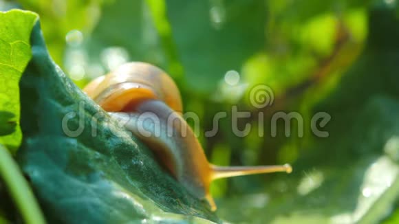 绿叶上的小蜗牛视频的预览图