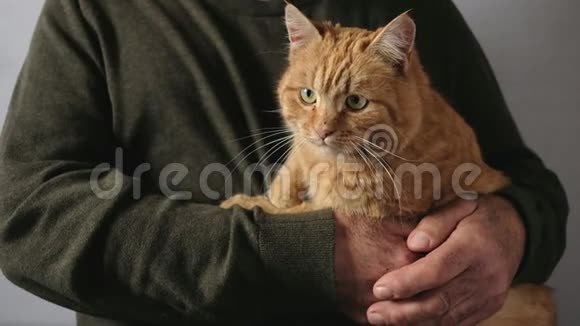 养老金领取者抚摸他的猫的头视频的预览图