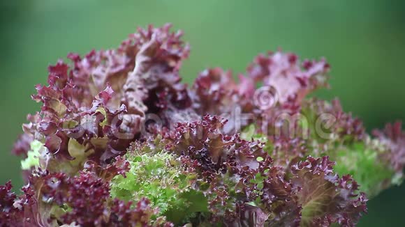 年轻的红莴苣植物视频的预览图
