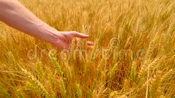 雄手在大麦地手中的粮食手里拿着大麦农民检查小穗和谷物的质量视频的预览图