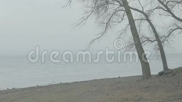 秋天在一个大湖的岸边视频的预览图