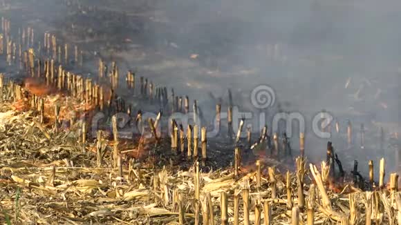 大火中的玉米残渣视频的预览图