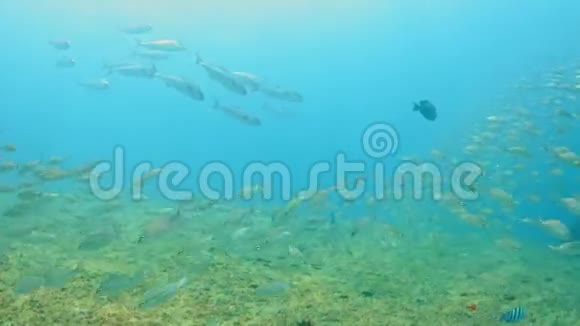 巴西的水下鱼滩视频的预览图