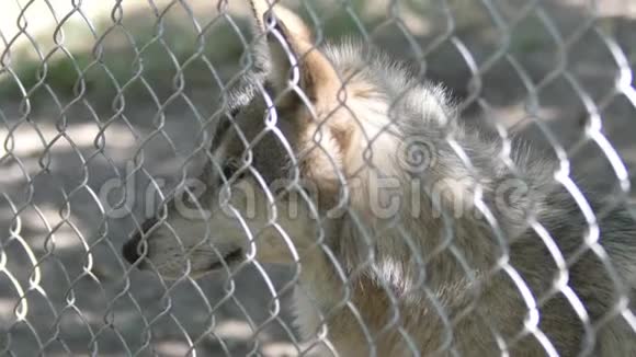 动物园里篱笆后面的狼视频的预览图