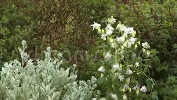 钟花植物拍摄视频的预览图