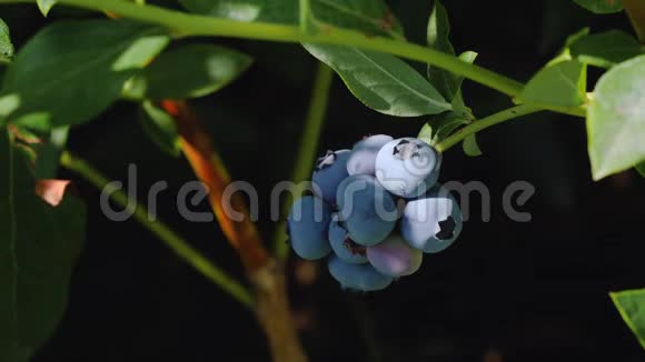 枝上的成熟蓝莓视频的预览图