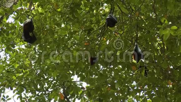五只蝙蝠挂在树上视频的预览图