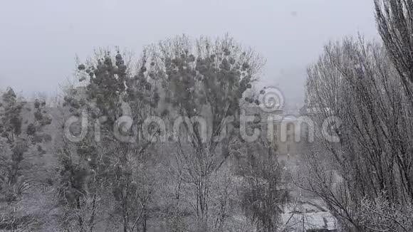 降雪和树木的背景视频的预览图