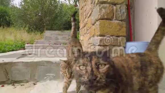 猫跟着摄像机视频的预览图