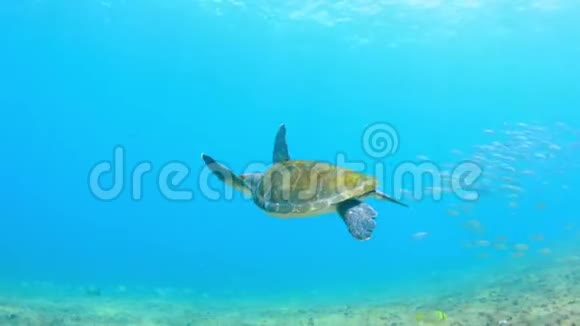 巴西的水下海龟视频的预览图