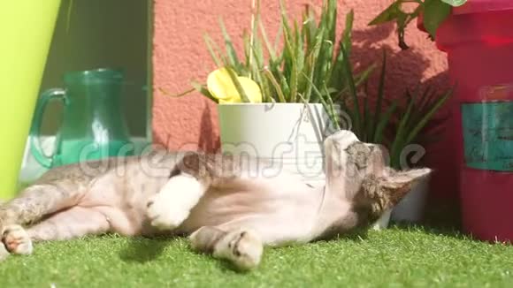 这只猫正在太阳底下玩耍视频的预览图