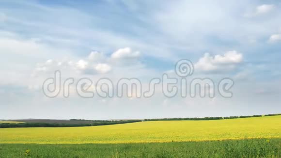 在蓝蓝的天空上在黄油油的油菜地上一圈又一圈的白云视频的预览图