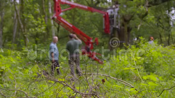 挖掘机坐在森林里视频的预览图