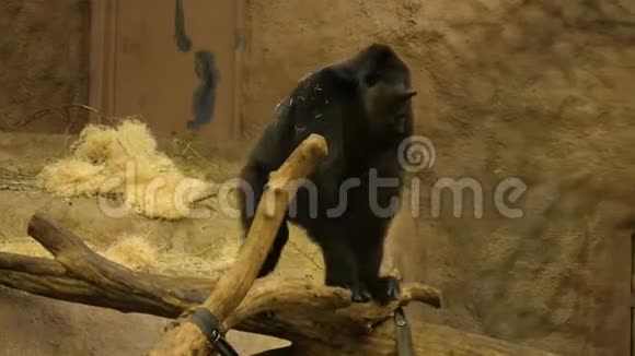 小大猩猩在毛里行走视频的预览图