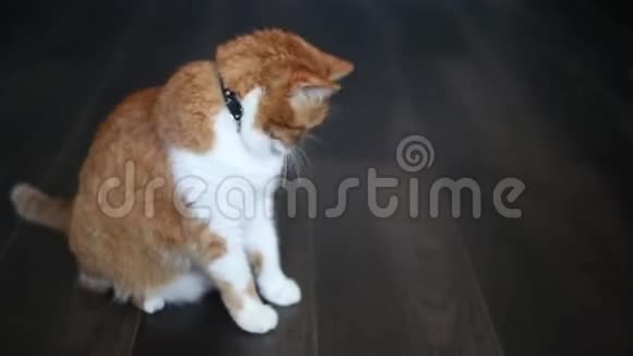 人类玩红白猫视频的预览图