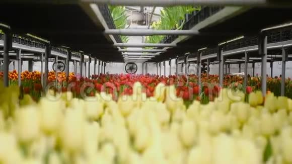 现代温室在花园里种花种植郁金香视频的预览图
