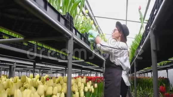 花卉农场女园丁在温室里种花视频的预览图