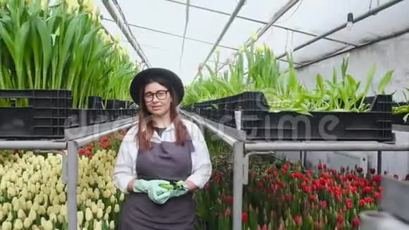 戴着剪刀手套的年轻女子沿着一排排郁金香站在温室里视频的预览图